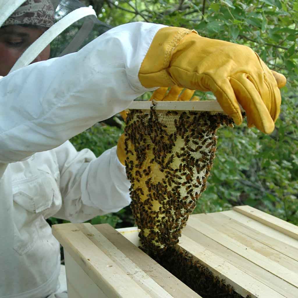 Beekeeper gloves